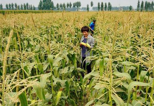 三部委：將水稻、玉米、小麥三大糧食作物制種納入中央財政農(nóng)業(yè)保險保險費補貼目錄