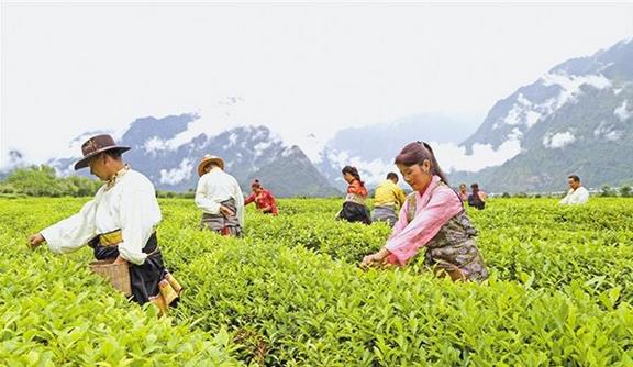 截至2018年底，西藏貧困人口已降至15萬人，貧困發(fā)生率下降到6%以下