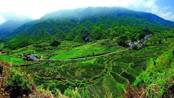 咸寧重振雄風(fēng)推進(jìn)茶文旅融合，做深做優(yōu)做強茶產(chǎn)業(yè)