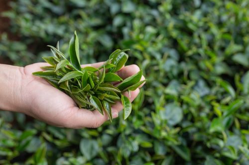 2023年有機(jī)茶產(chǎn)業(yè)發(fā)展現(xiàn)狀及消費模式分析